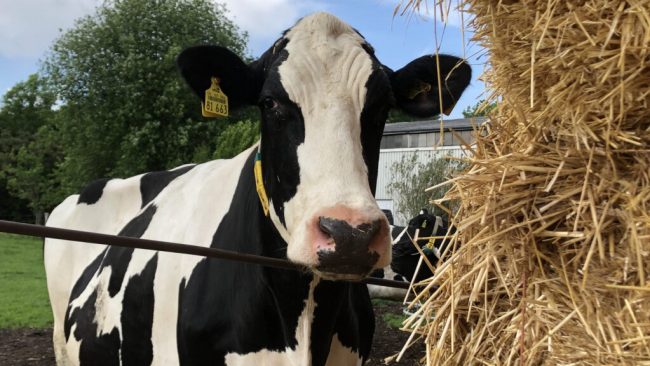 Online-Seminar gibt Antworten zu Methan und Klima