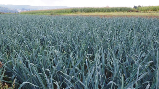 Landwirte ernten Porree auch im Winter