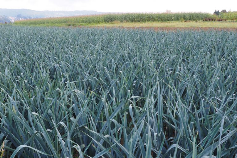 Landwirte ernten Porree auch im Winter