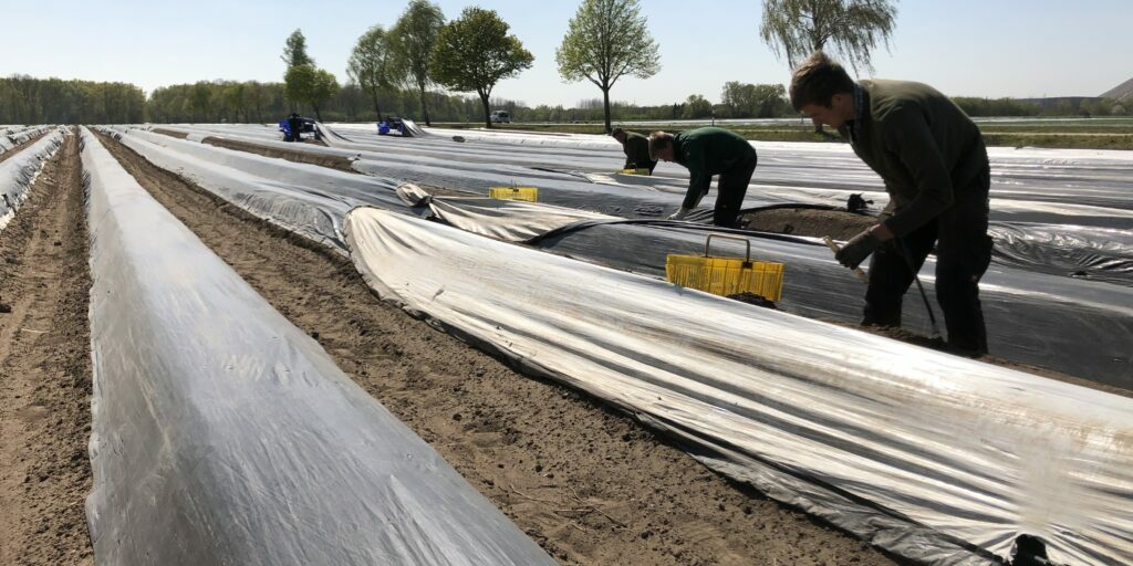 Spargelbauern sehen schwierige kommende Saison