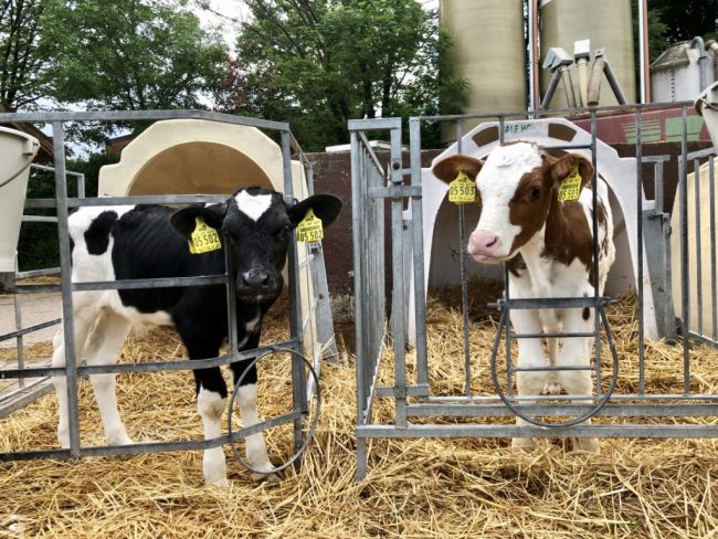 Übergangsfrist für Kälbertransport reicht nicht aus