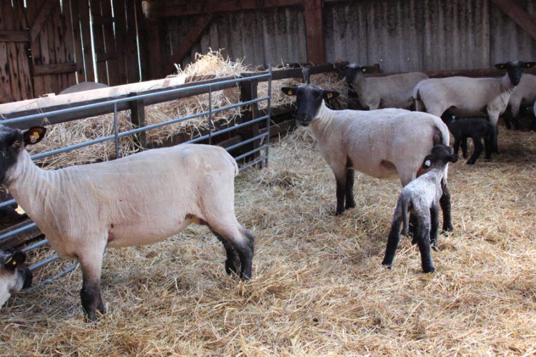 Lammzeit beginnt: Nachwuchssorgen bei den Schäfern