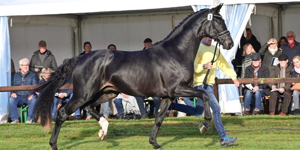 Innovative Pferdezucht erfreut sich großer Beliebtheit