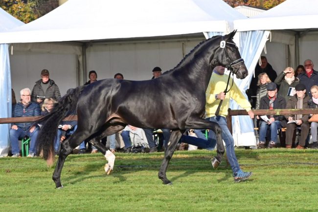 Innovative Pferdezucht erfreut sich großer Beliebtheit