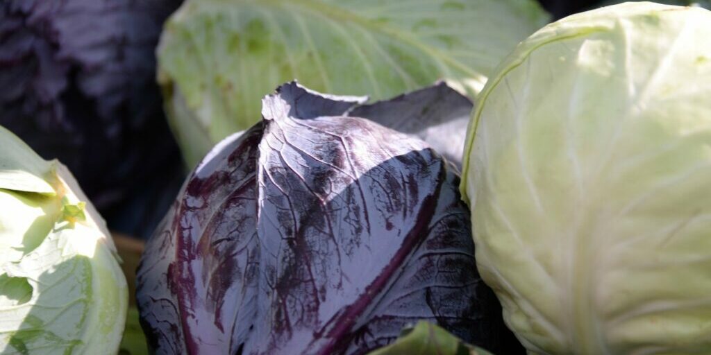 Vitaminreiches Wintergemüse hat Hochsaison