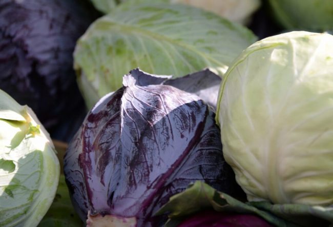 Vitaminreiches Wintergemüse hat Hochsaison