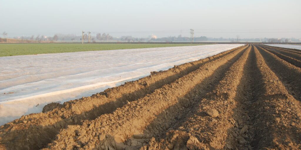 Frühkartoffelbauern starten optimistisch in die Saison