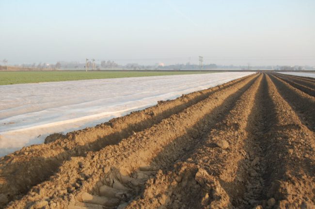 Frühkartoffelbauern starten optimistisch in die Saison