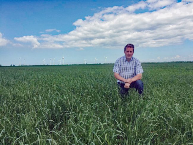 Auf dem Grünland steht eine Frühjahrskur an