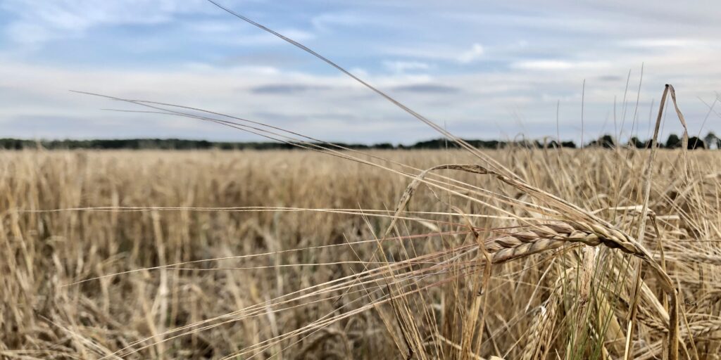 Bauern legen Grundlage für ein kühles Blondes