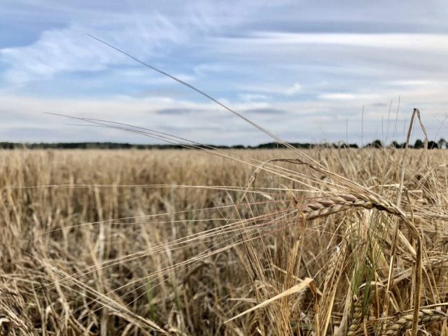 Bauern legen Grundlage für ein kühles Blondes