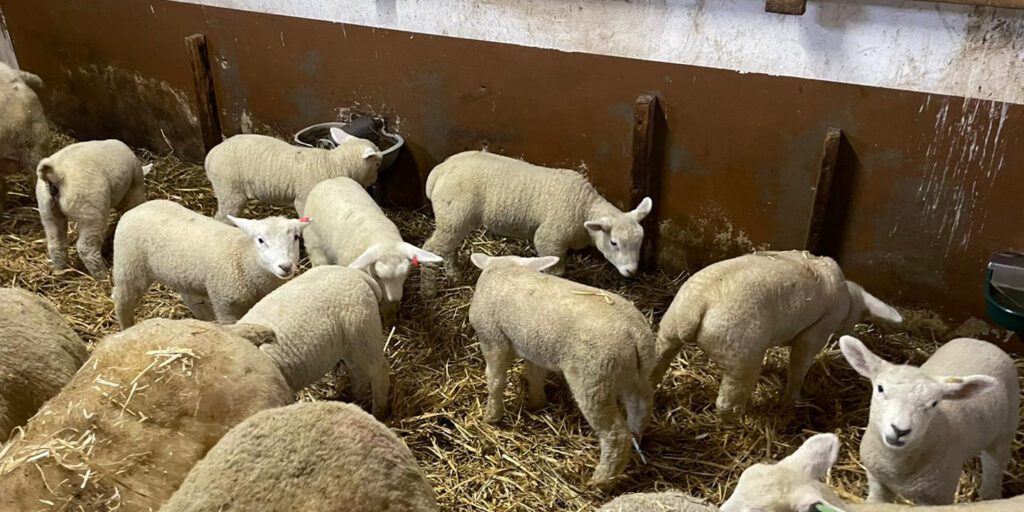 Ostern kommt heimisches Lammfleisch auf den Tisch