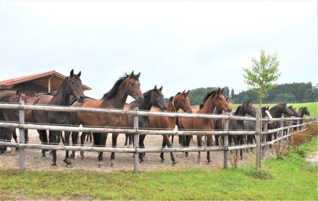 Ein zufriedenes Pferd minimiert die Unfallgefahr