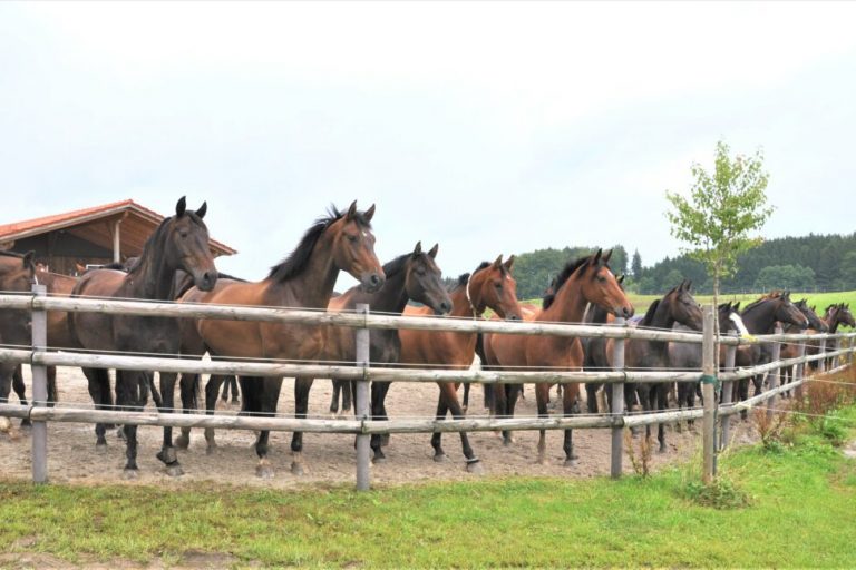 Ein zufriedenes Pferd minimiert die Unfallgefahr