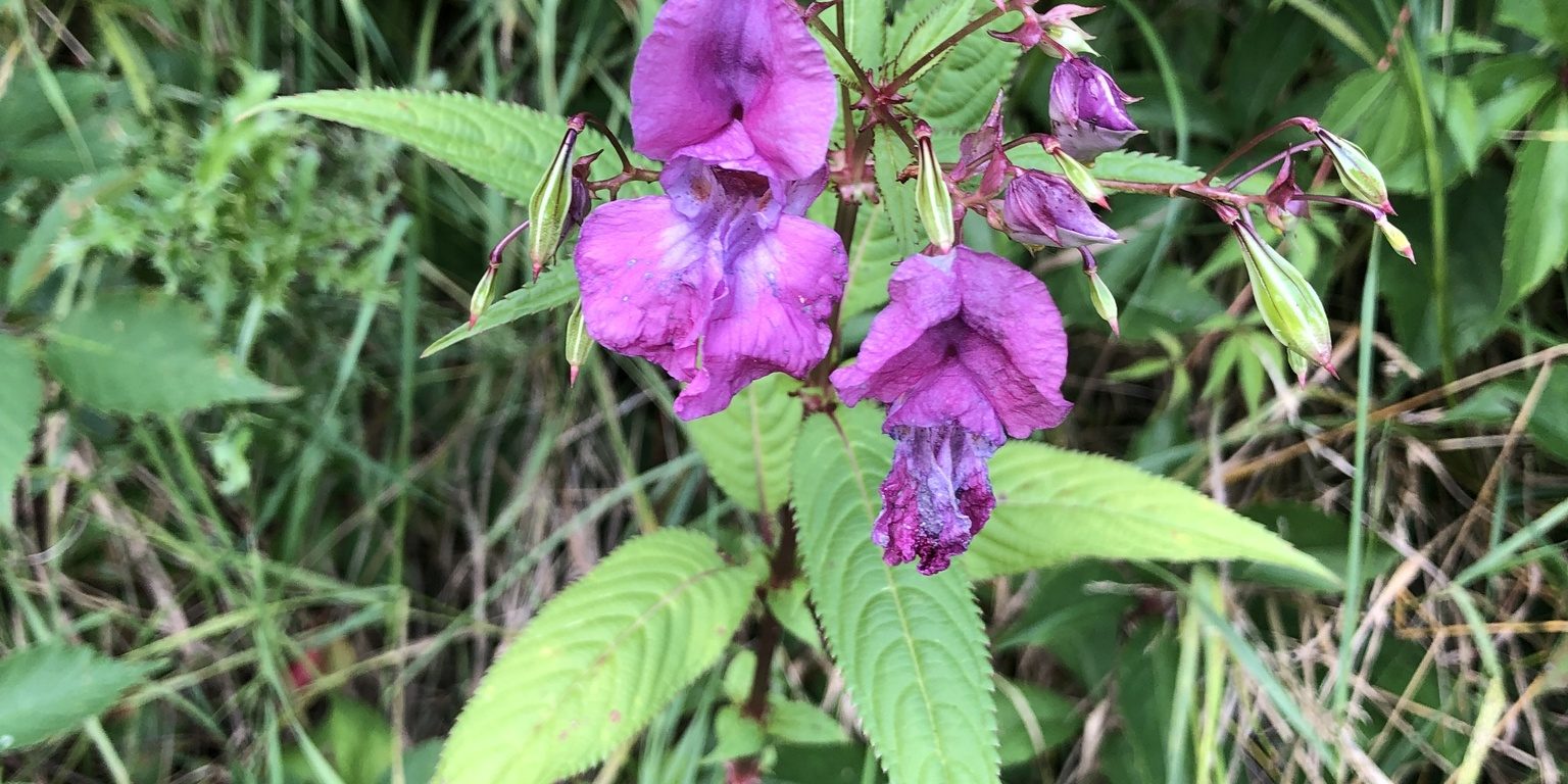 Impatiens glandulifera (Drüsiges Springkraut) Drüsiges Springkraut