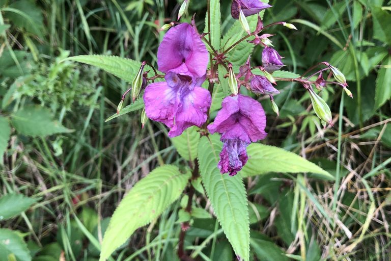 Impatiens glandulifera (Drüsiges Springkraut) Drüsiges Springkraut