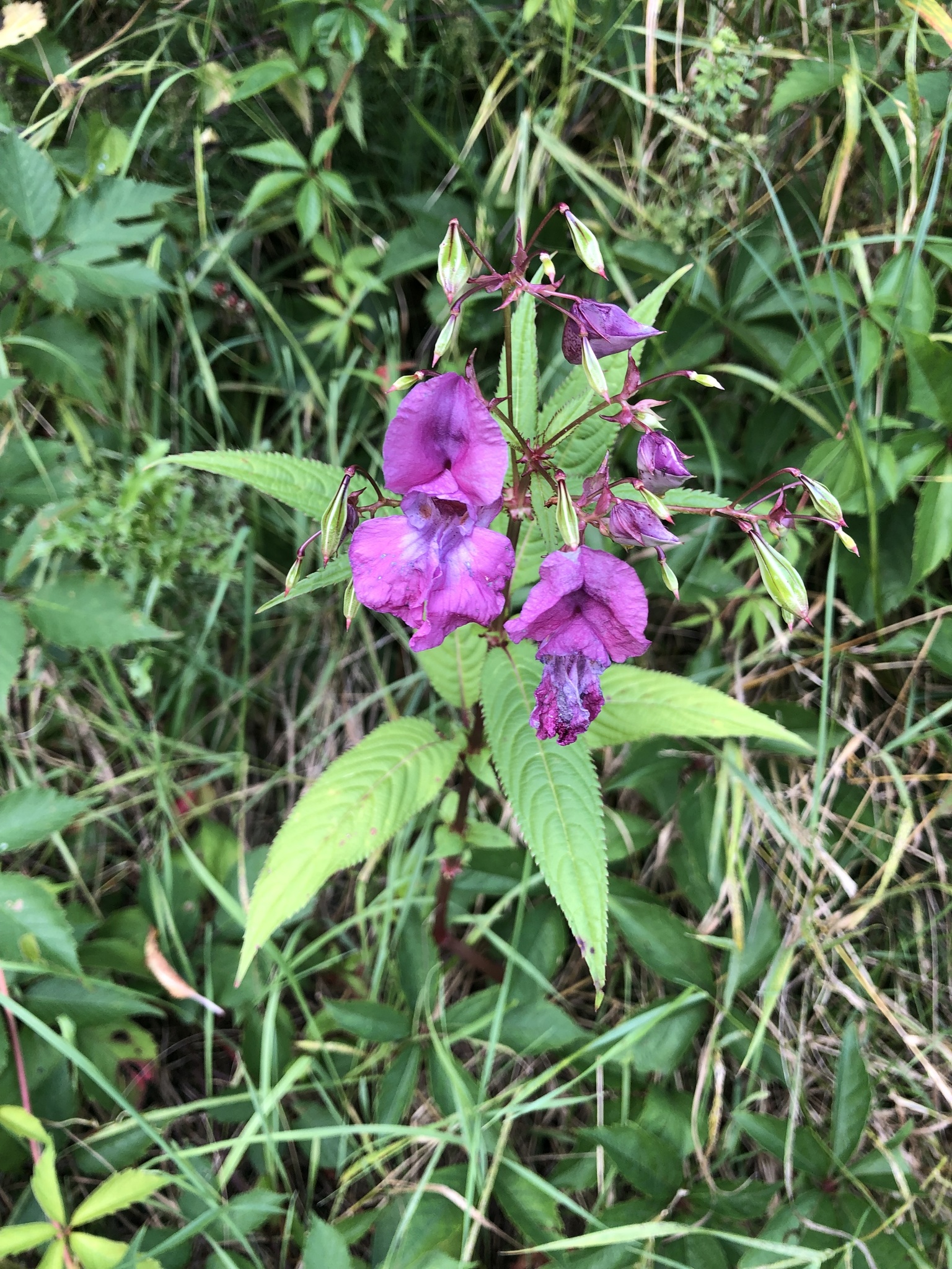 Umfrage zur Sichtweise auf invasive Arten