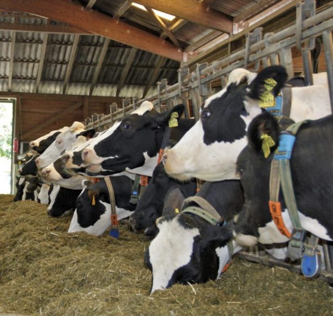 Tag des offenen Hofes