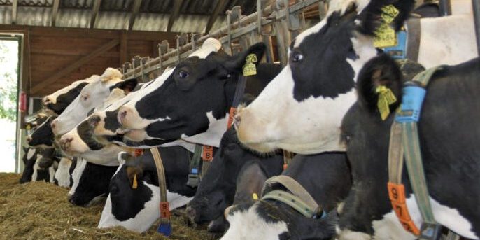 Tag des offenen Hofes