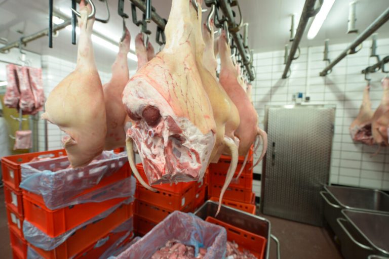 Preis für Schweine müsste auf 2,40 Euro je Kilo steigen