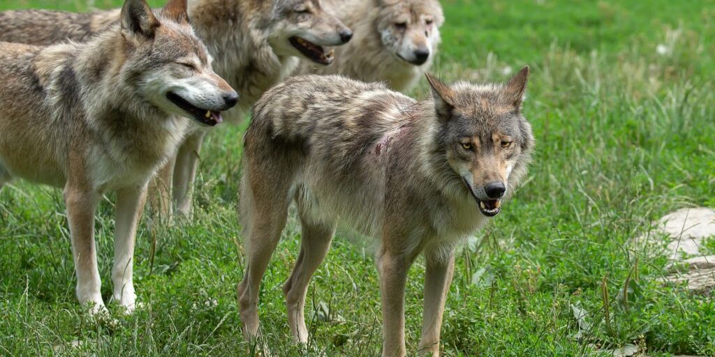 Weidetierhalter: Praxisbezug fehlt bei Wolfsfrage