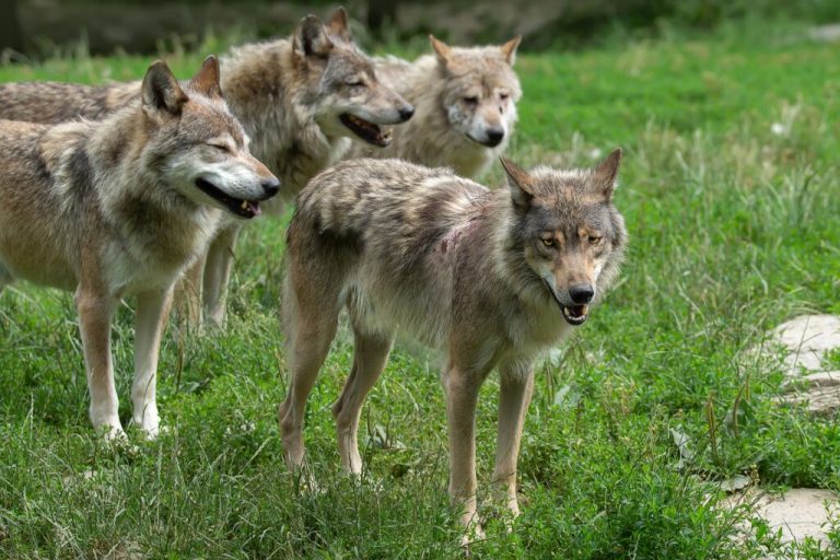Weidetierhalter: Praxisbezug fehlt bei Wolfsfrage