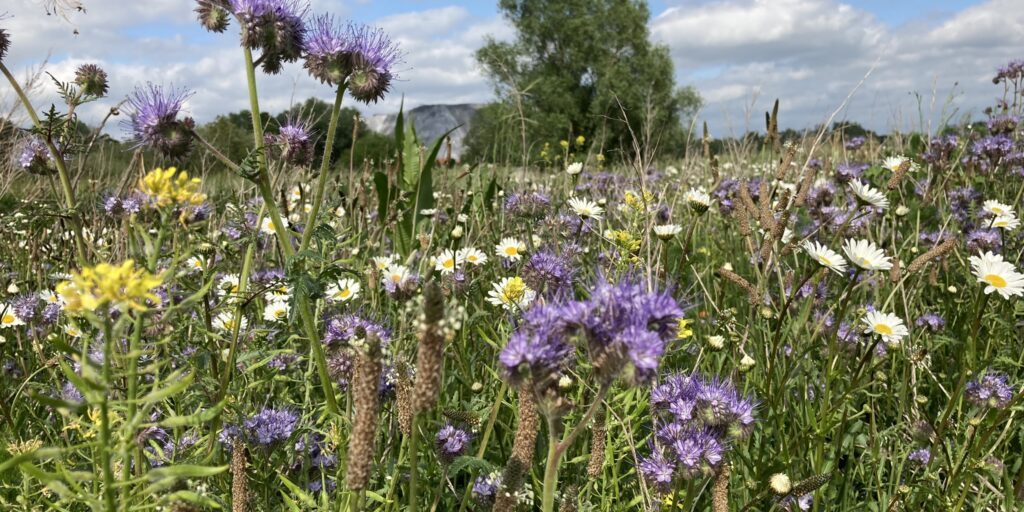 Lebensmittel sichern und etwas für Artenvielfalt tun
