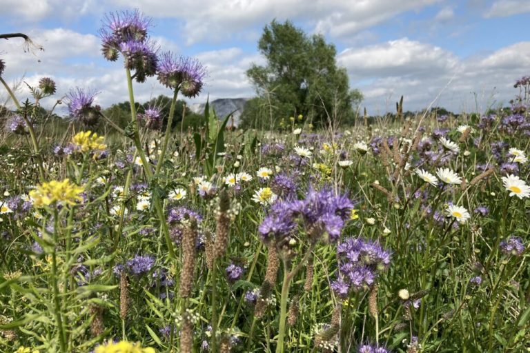 Lebensmittel sichern und etwas für Artenvielfalt tun