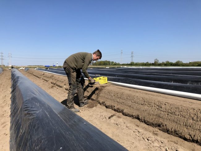 Spargel sprießt dieses Jahr besonders früh