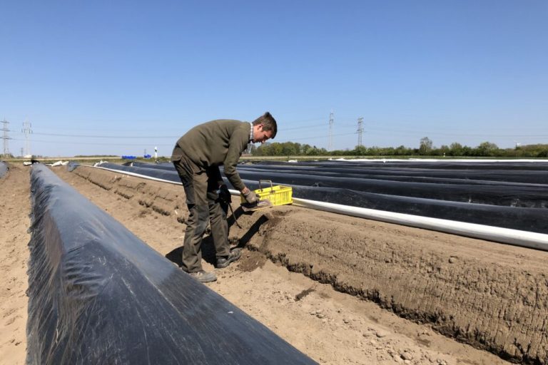 Spargel sprießt dieses Jahr besonders früh