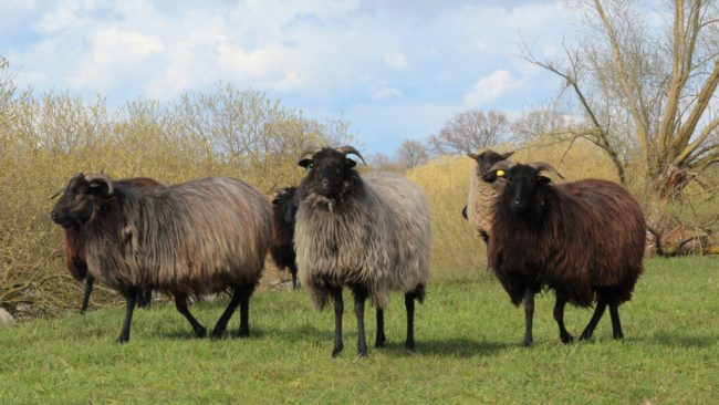 Schafe suchen in der Stadt sicheren Schutz vorm Wolf
