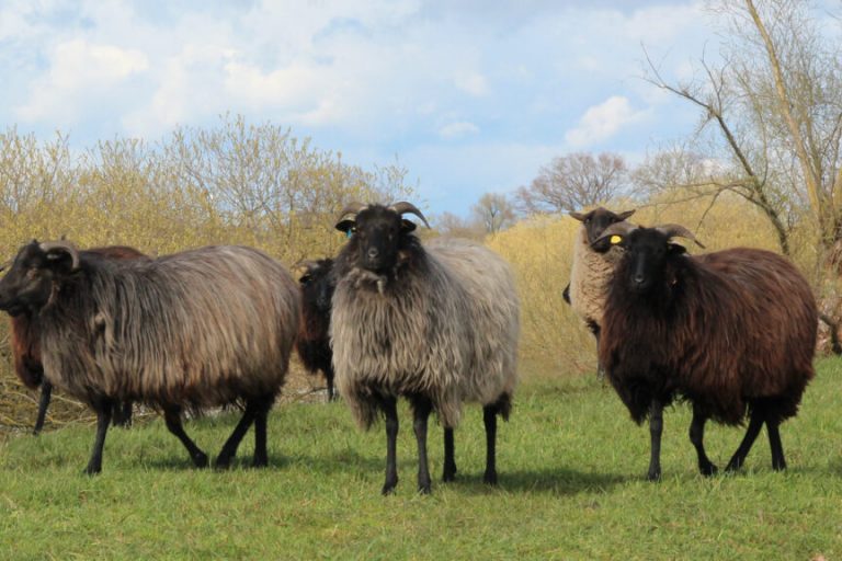 Schafe suchen in der Stadt sicheren Schutz vorm Wolf