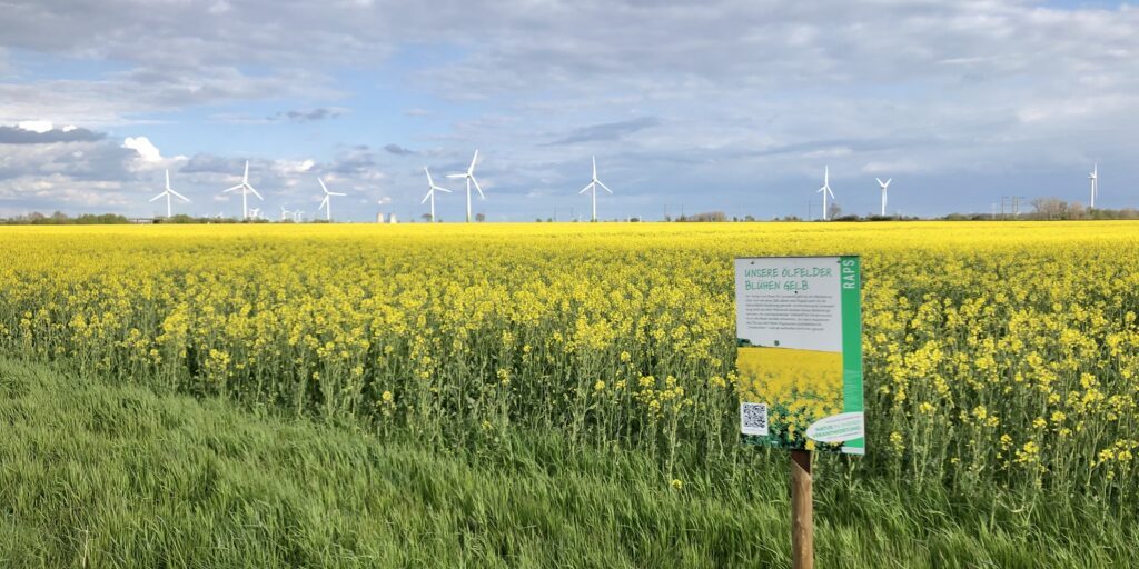 Knallgelbe Rapsblüte begeistert Bienen und Bauern