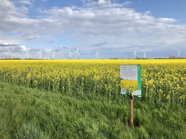 Knallgelbe Rapsblüte begeistert Bienen und Bauern