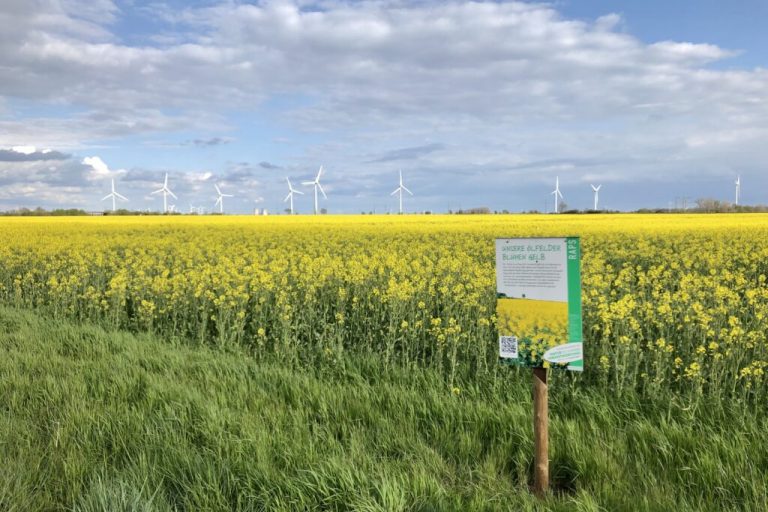 Knallgelbe Rapsblüte begeistert Bienen und Bauern