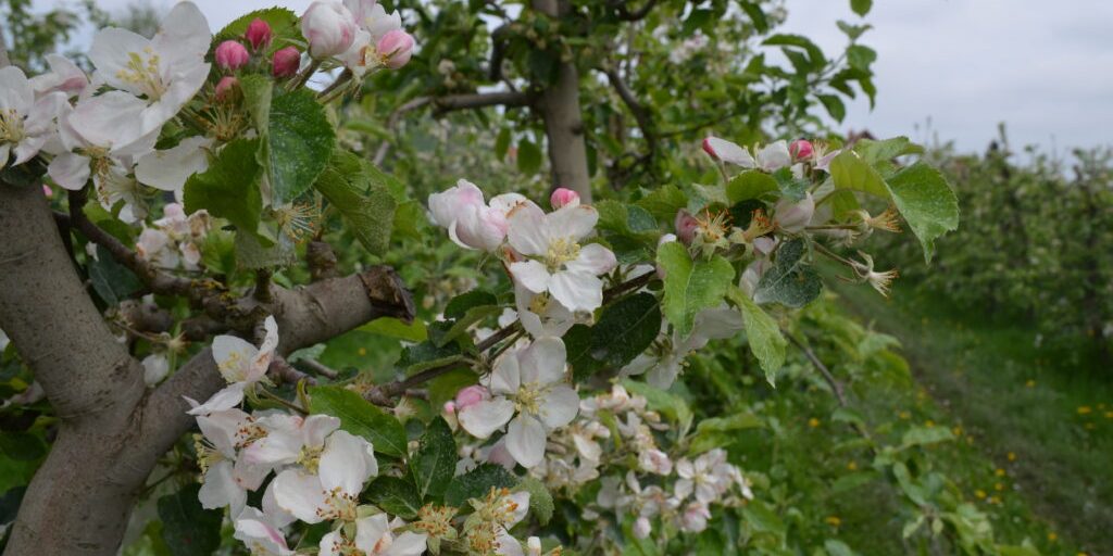 Auch der Apfelmarkt leidet unter dem Ukrainekrieg