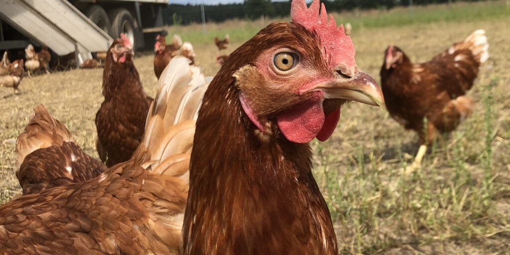 Regionale Eier: Gesunder Genuss und gutes Gewissen