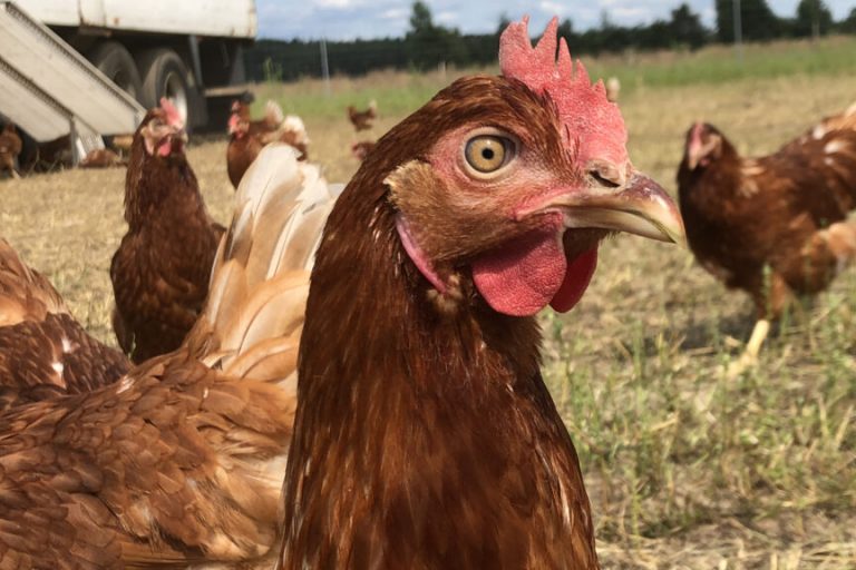 Regionale Eier: Gesunder Genuss und gutes Gewissen