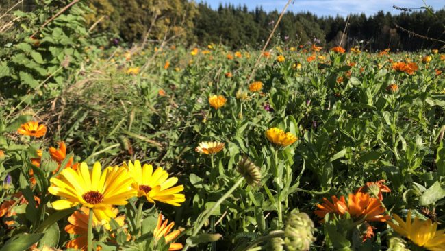 Zukunftsweisende Konzepte für Ökolandbau gesucht