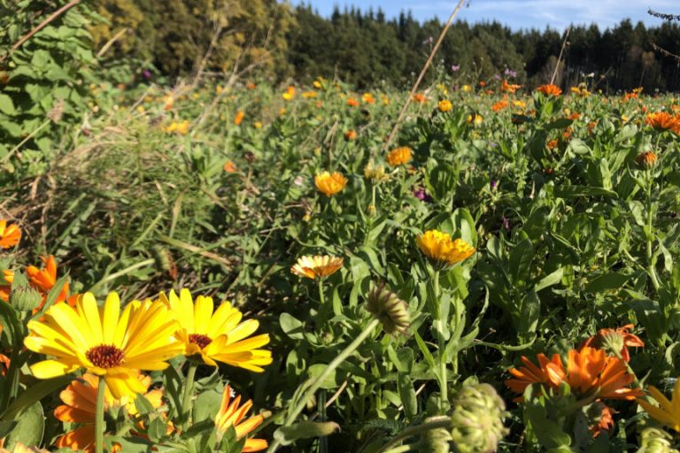 Zukunftsweisende Konzepte für Ökolandbau gesucht