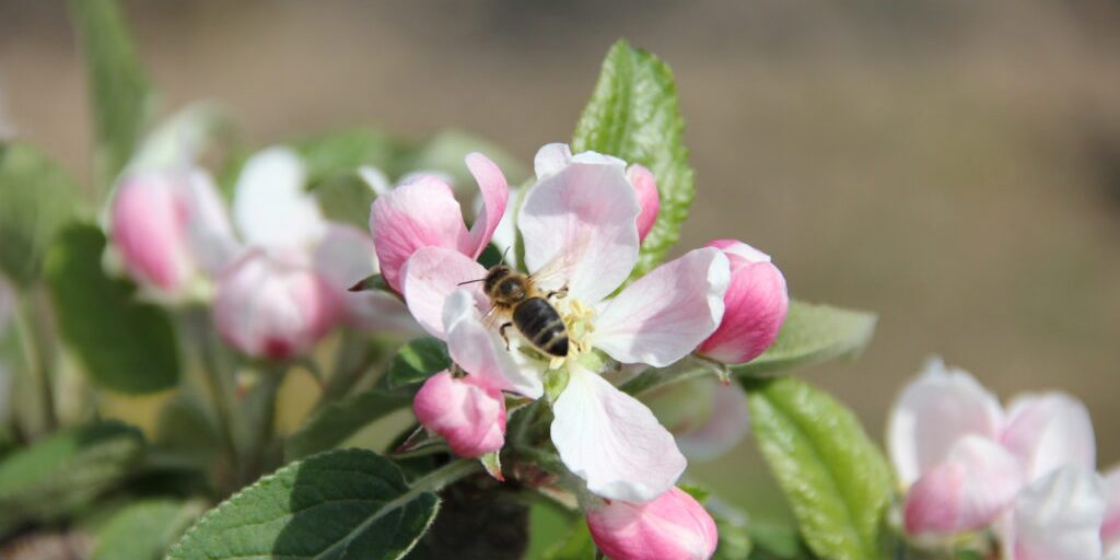 Neue Herausforderungen für die Obstbauern