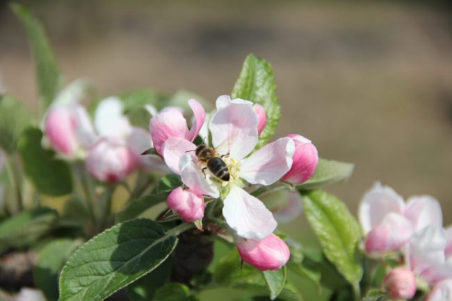 Neue Herausforderungen für die Obstbauern
