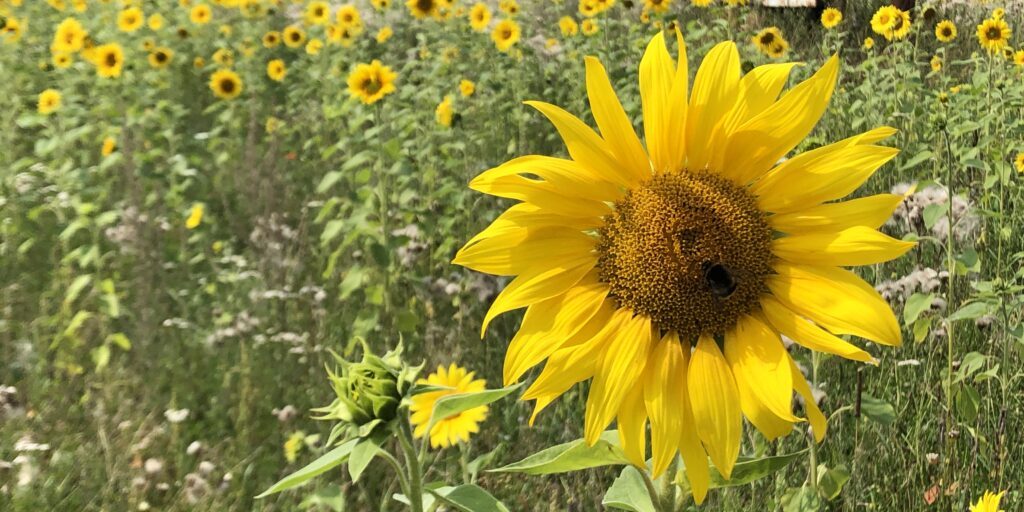 Niedersachsens Landwirte machen weiter Artenvielfalt
