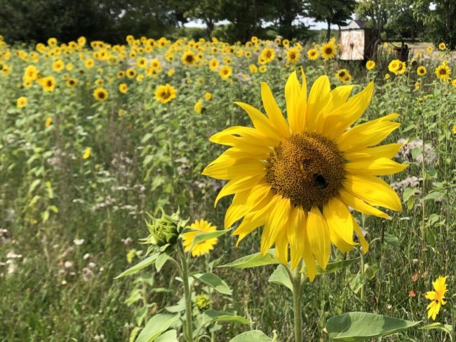 Niedersachsens Landwirte machen weiter Artenvielfalt