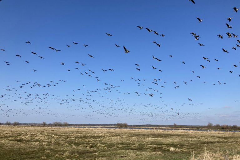 Ausgleichszahlungen für Gänsefraß reichen nicht aus
