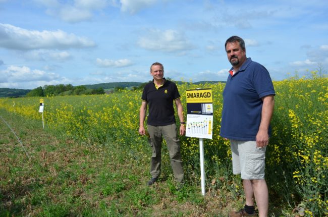 Der Rapserdfloh macht den Landwirten Kummer