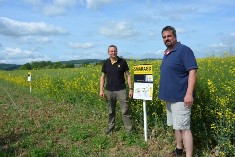 Der Rapserdfloh macht den Landwirten Kummer