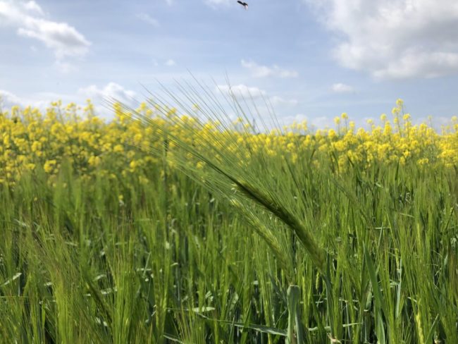 Lexy und Leandra liefern den Rohstoff fürs Bier