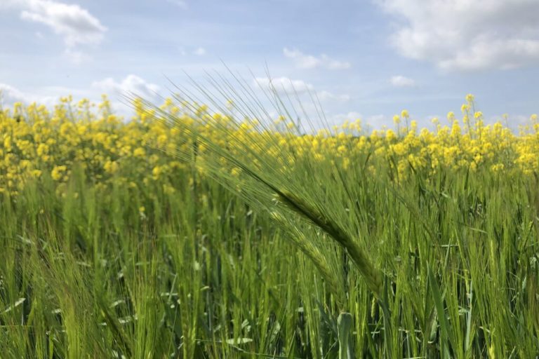 Lexy und Leandra liefern den Rohstoff fürs Bier