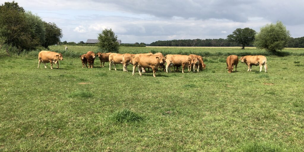 Gras wächst den Kühen ins Maul